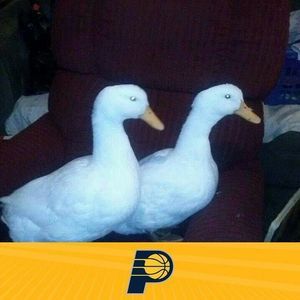 Meet your Posher, Terri